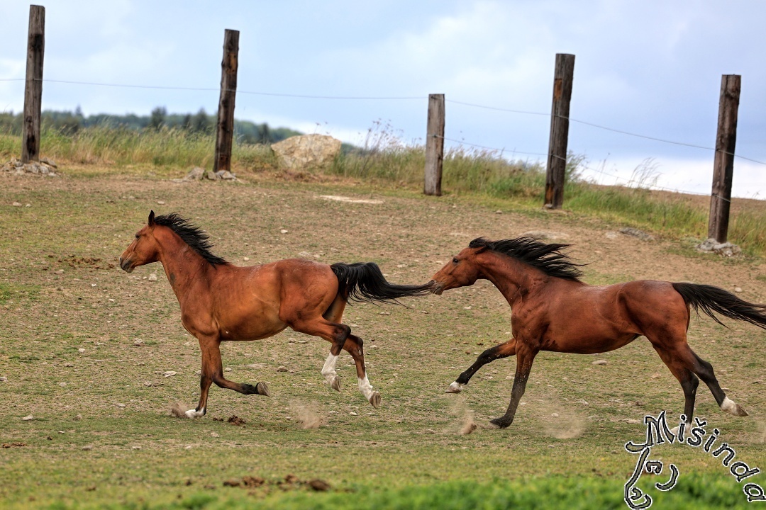 Ustájení Písek - 7