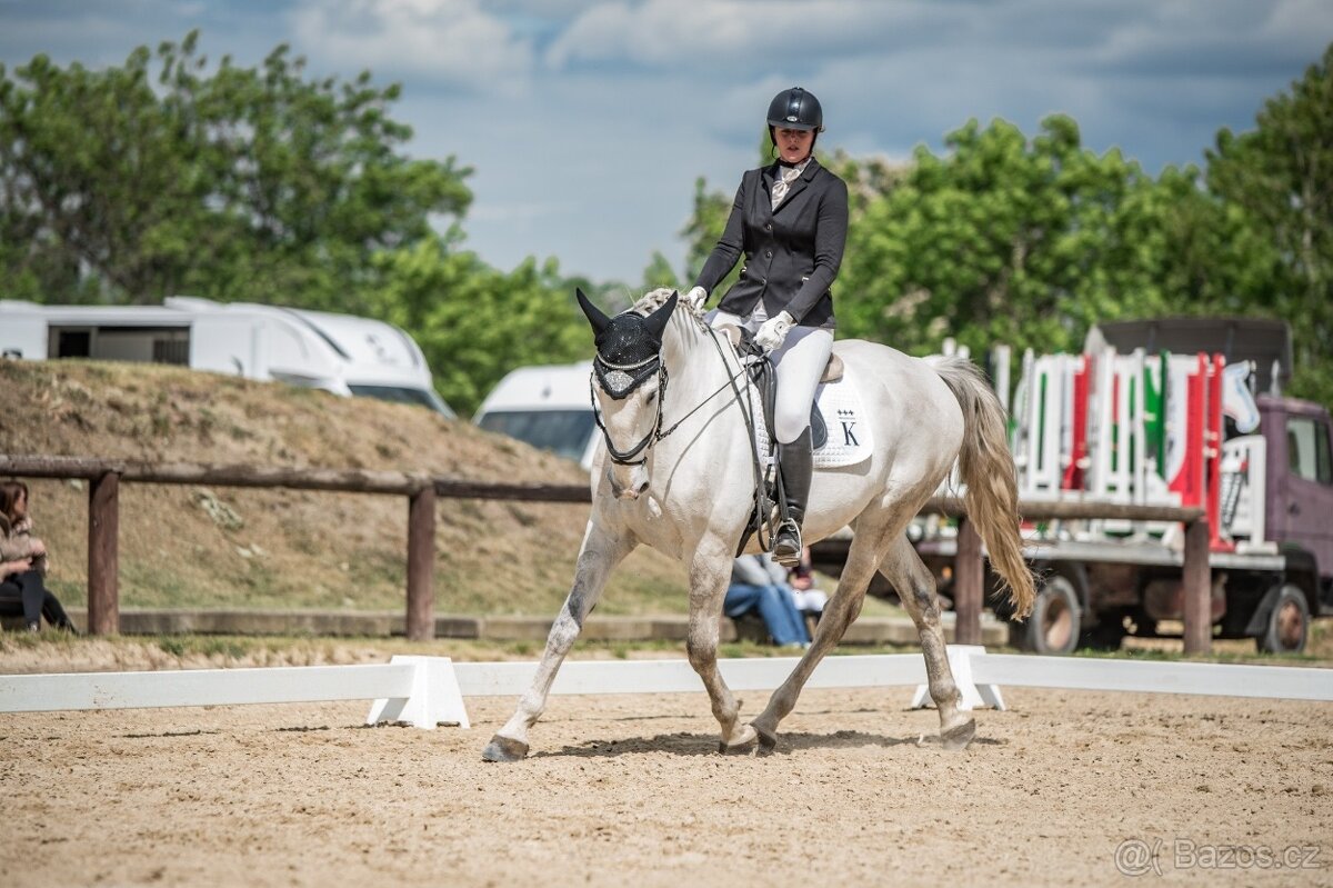 Starokladrubský valach na prodej - 7
