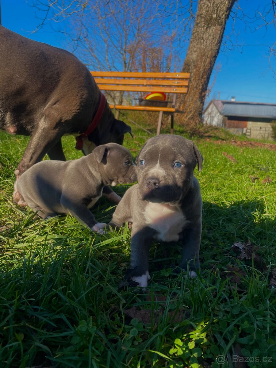 🐾 Americký staford – modrá štěňátka Bibi a Oli - 7