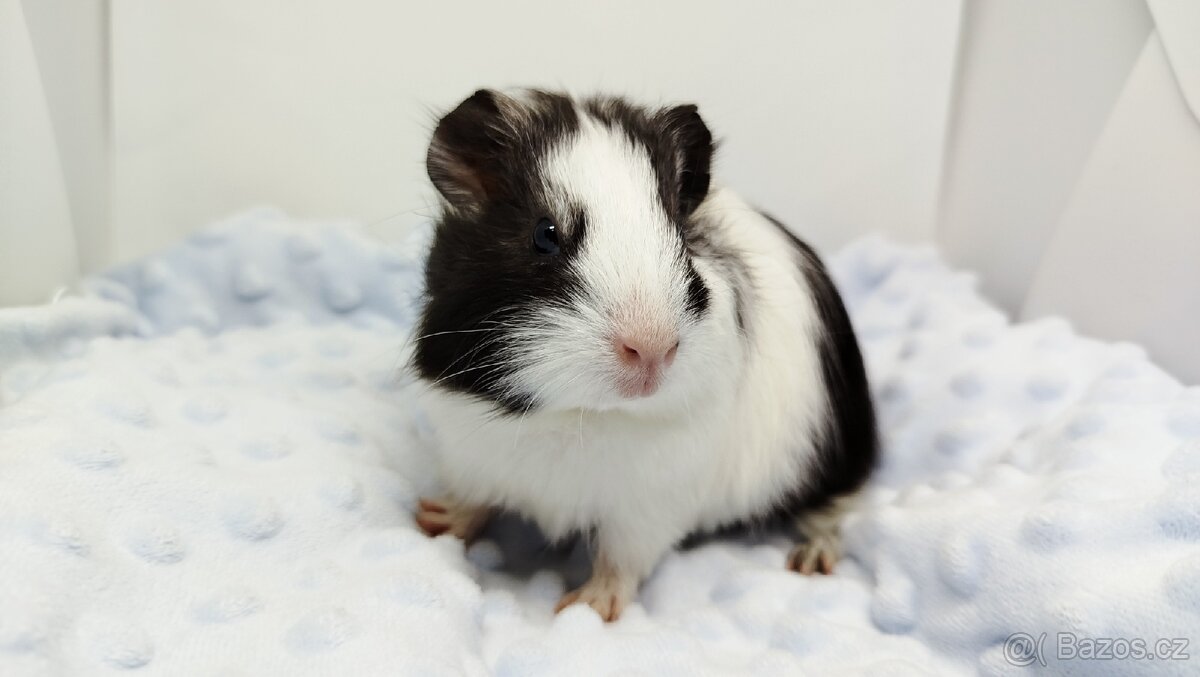 Morče, Morčata, Morčátko, Morčátka - BETTY - 7