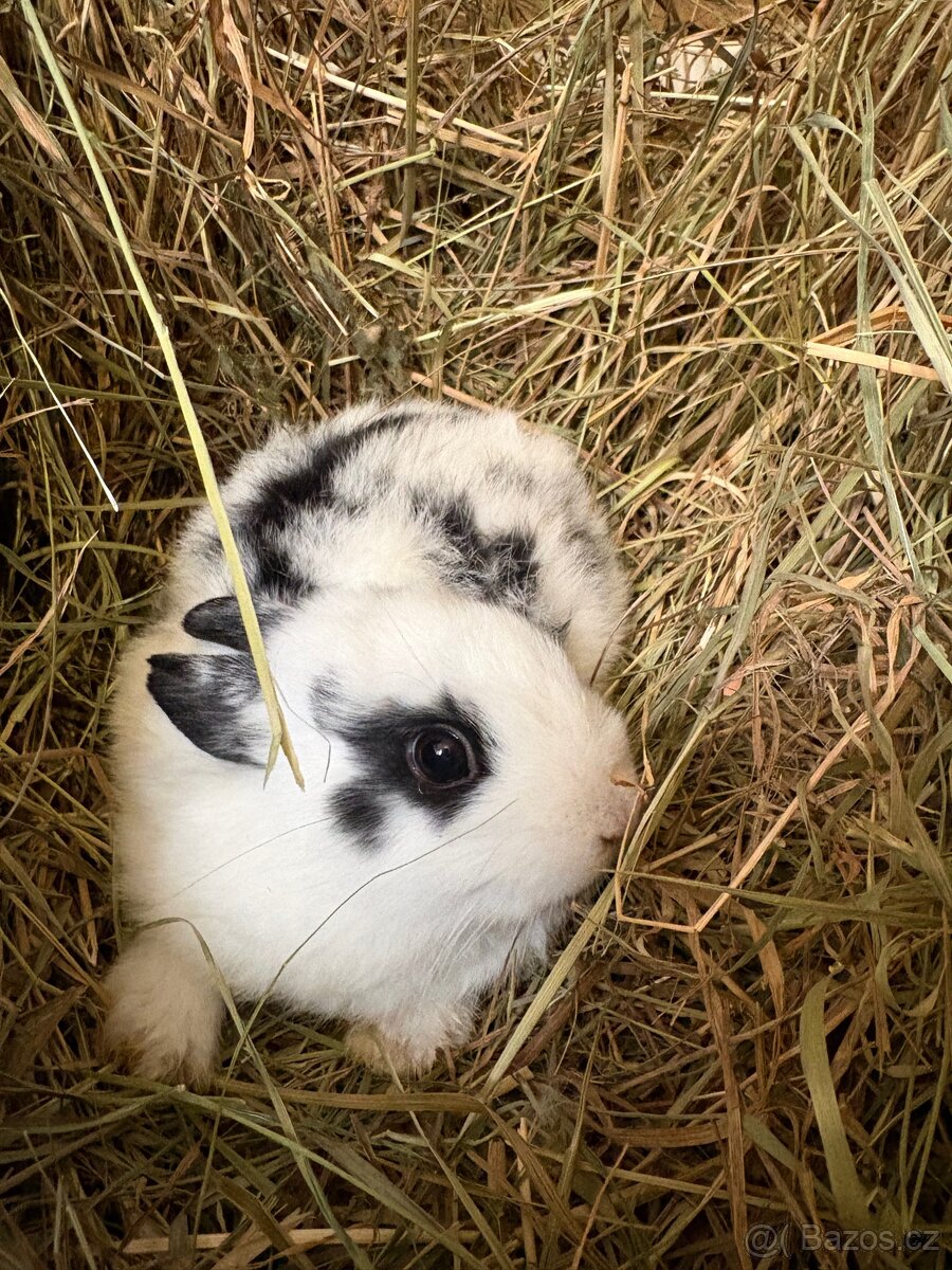 Zakrslý králík - 7