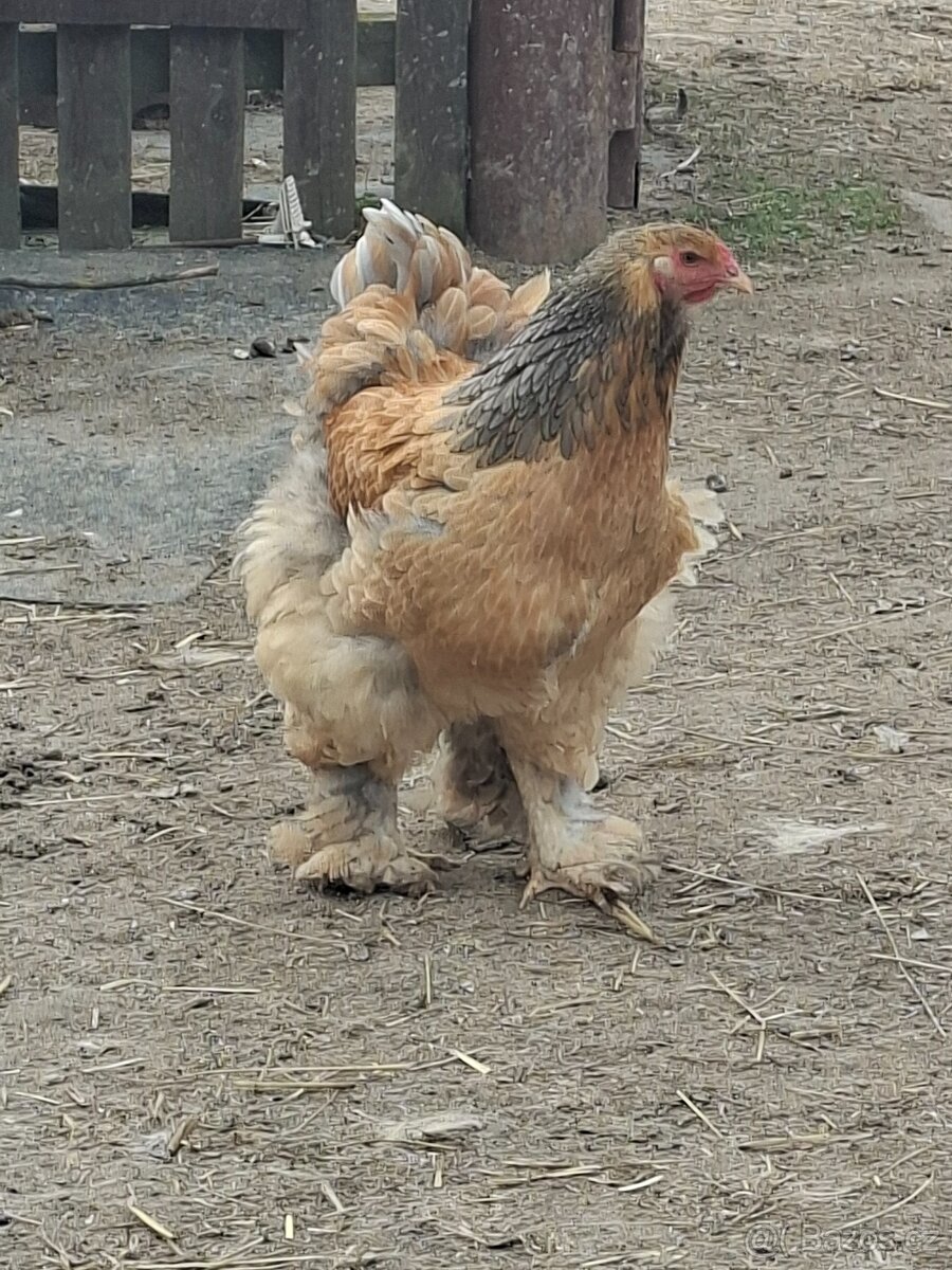 Brahmánka velká- kuřátka - 7