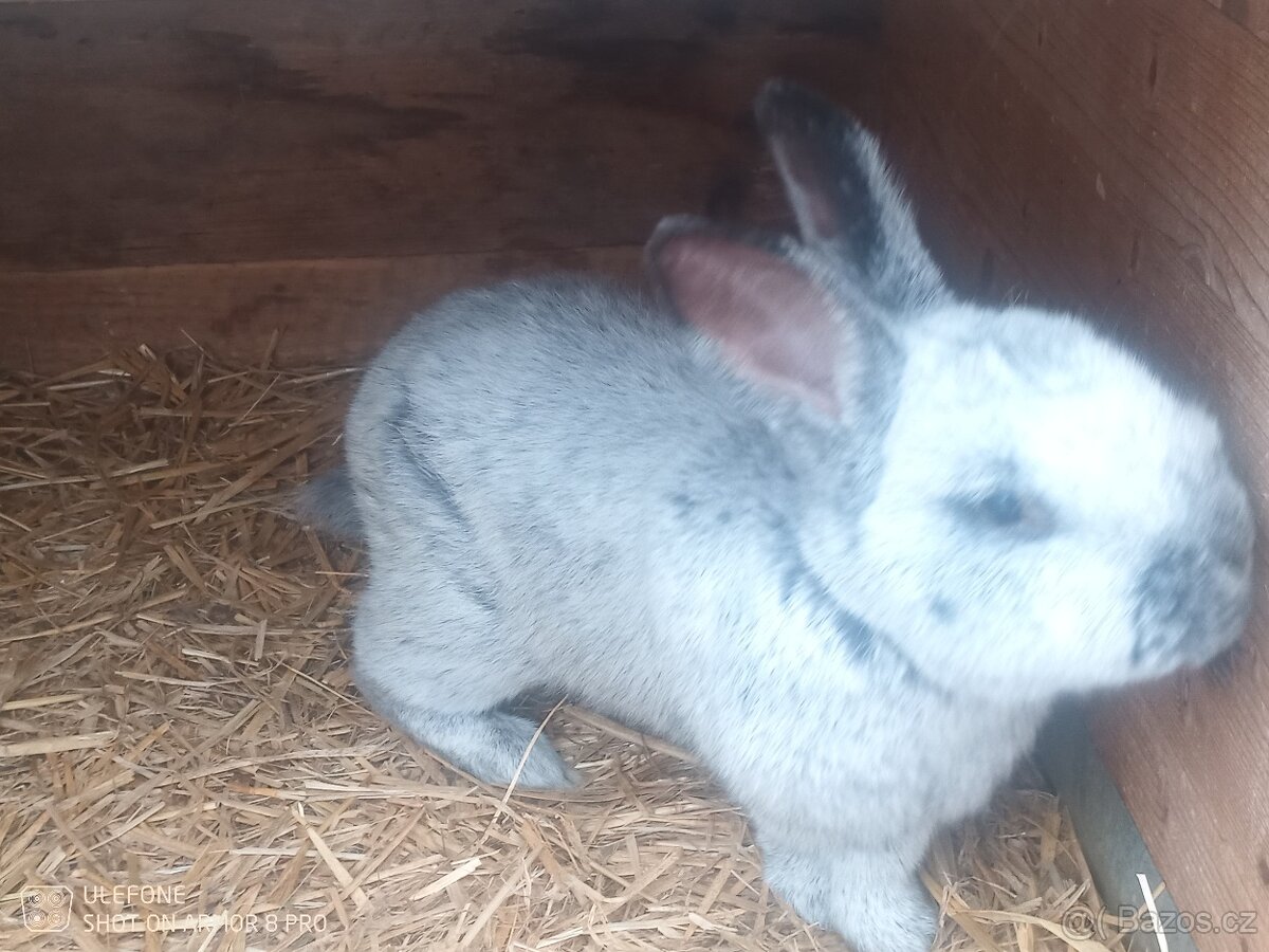 Prodám samce králíka VSS - 7