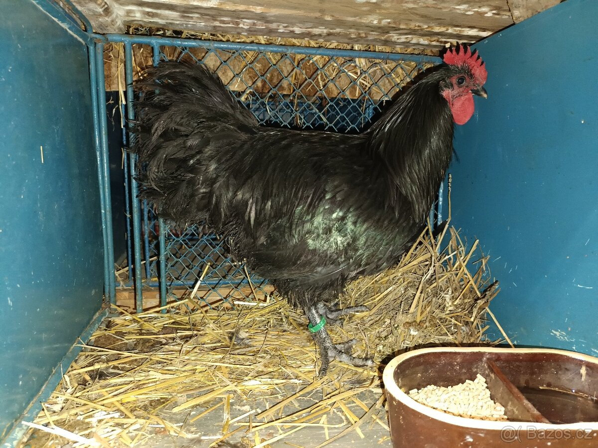 Australky kohouti - 7