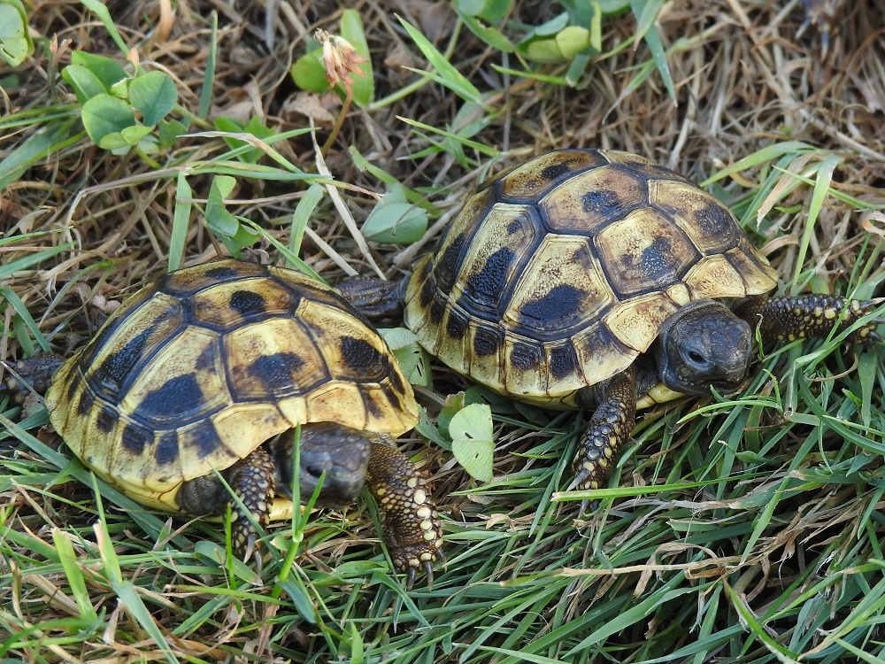 Malé suchozemské želvy - 7