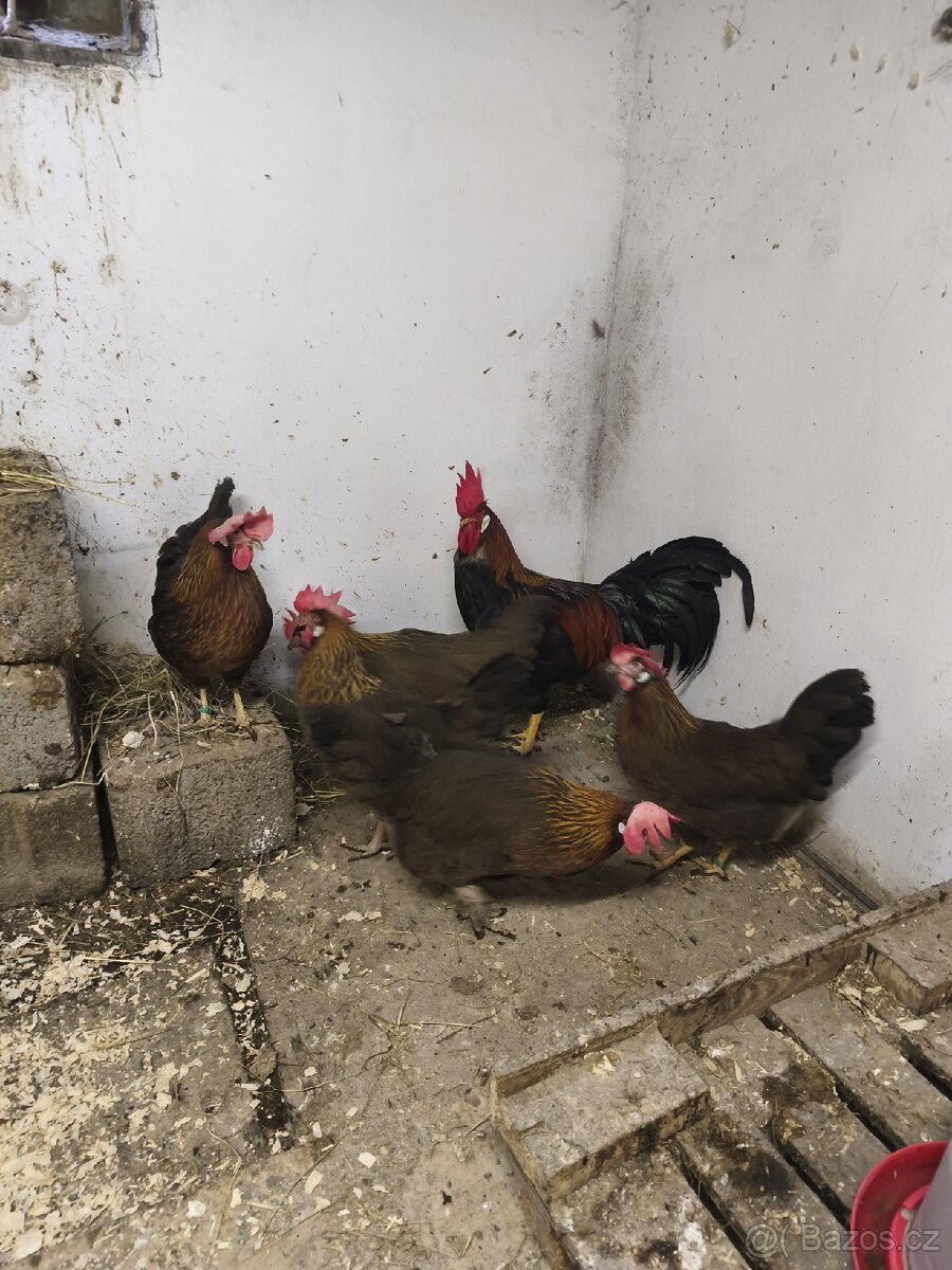 Nasadová vajíčka - 7