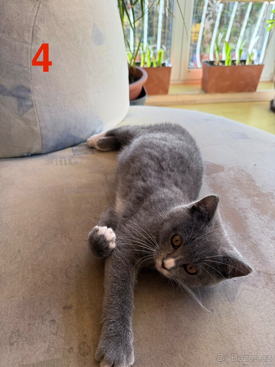 Modrá britská koťátka - 7