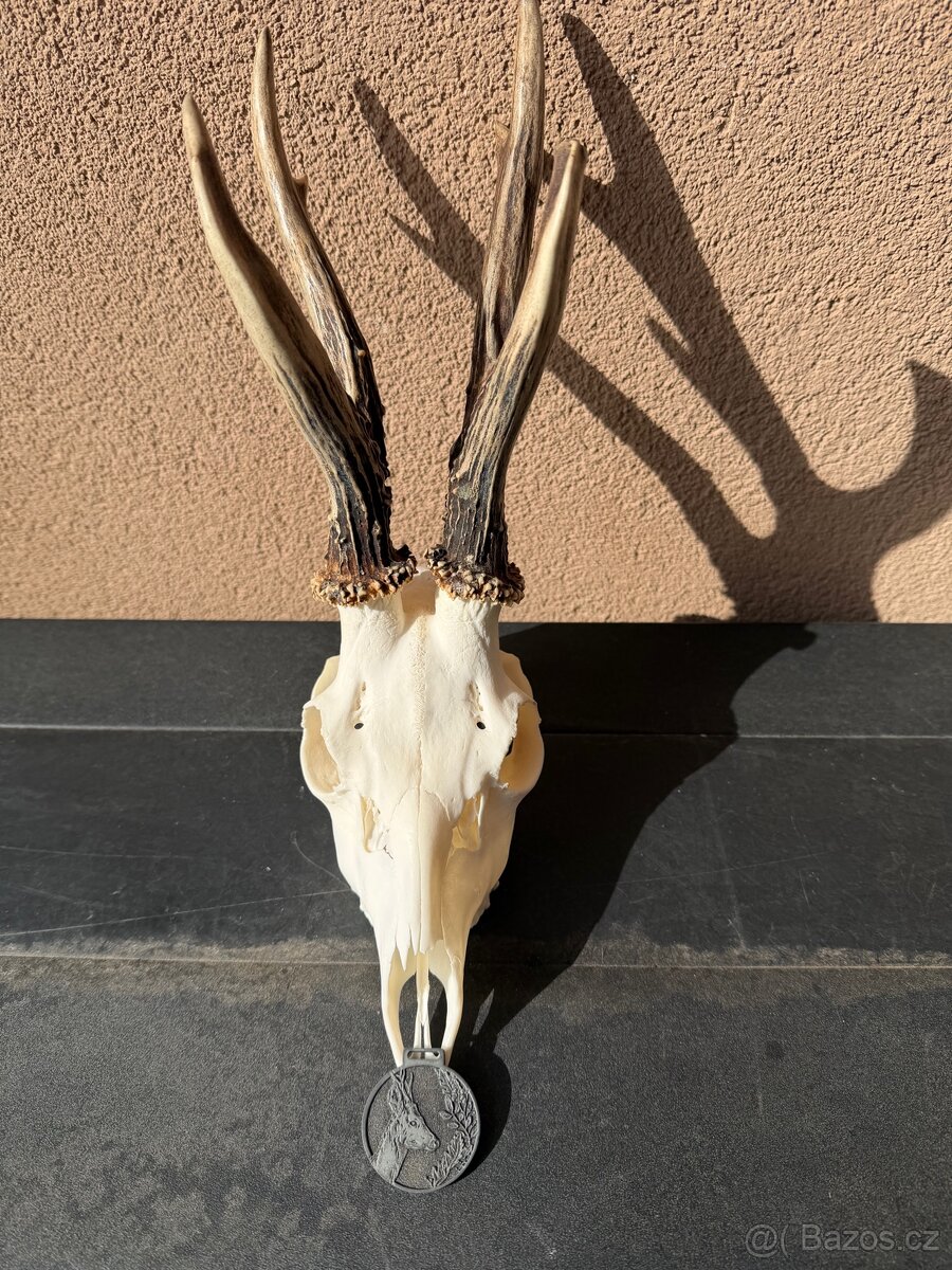 Srnci trofej parozi - 7