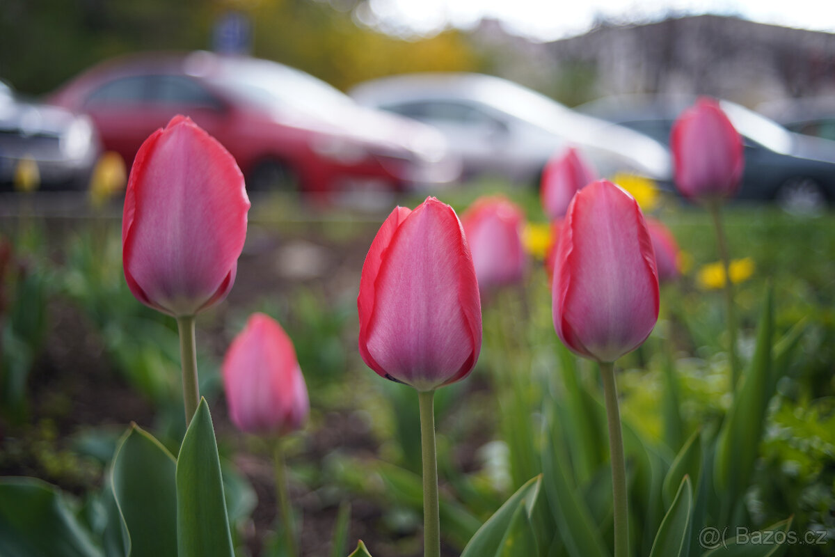 Objektiv SMC Pentax-M 35/2.8 - 7