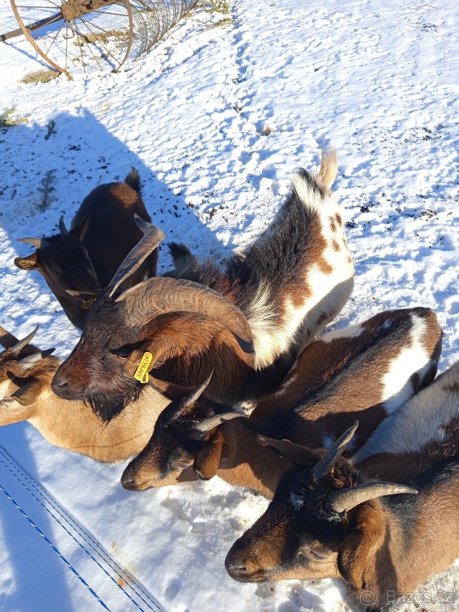 HOLANDSKÁ ZAKRSLÁ KOZA KOZEL - 7