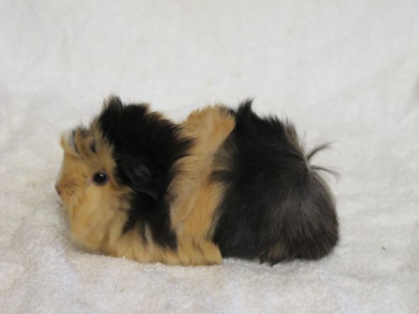 Morče peruánec - 7