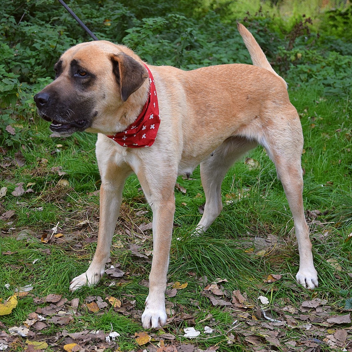 🐶 Tina – krásná a oddaná společnice 💛 - 7