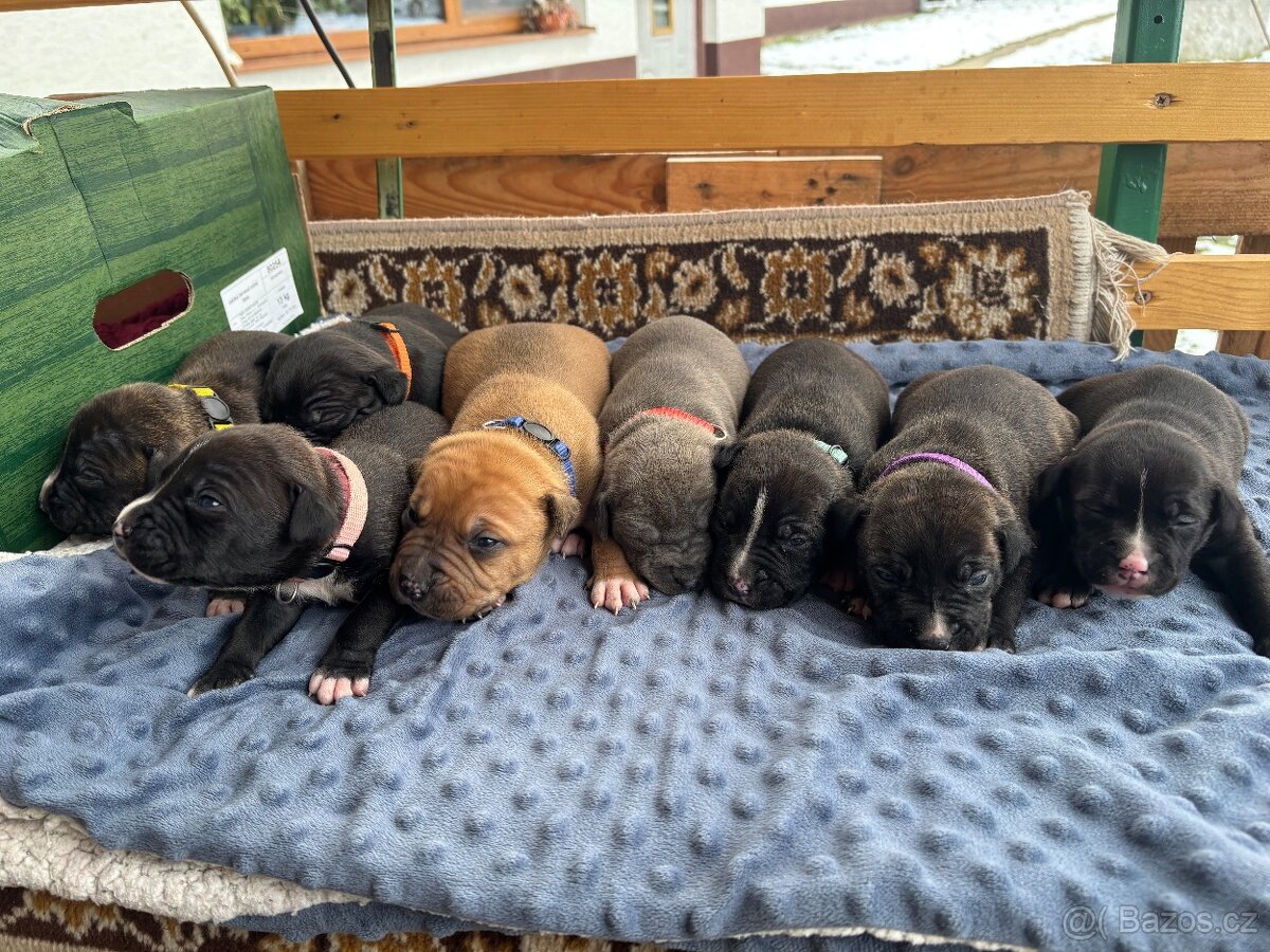 Americký stafordsirsky terier, Stafford, amstaf - 7