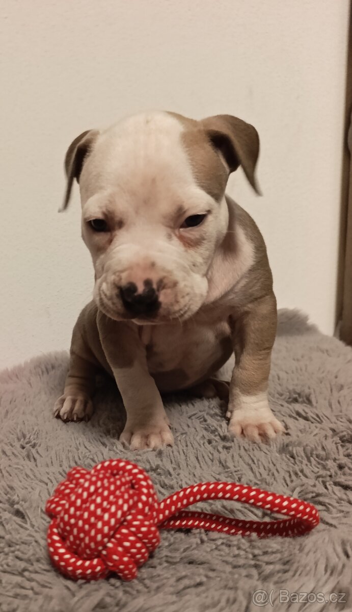 American Bully Standard - 7