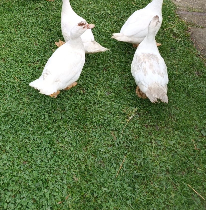 Pižmové kachny - 7