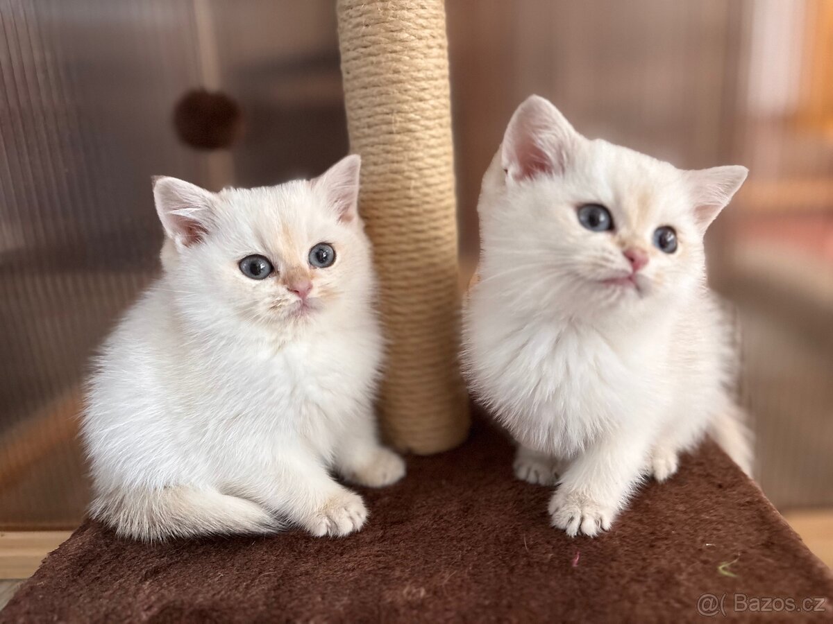 Britská koťata - 7