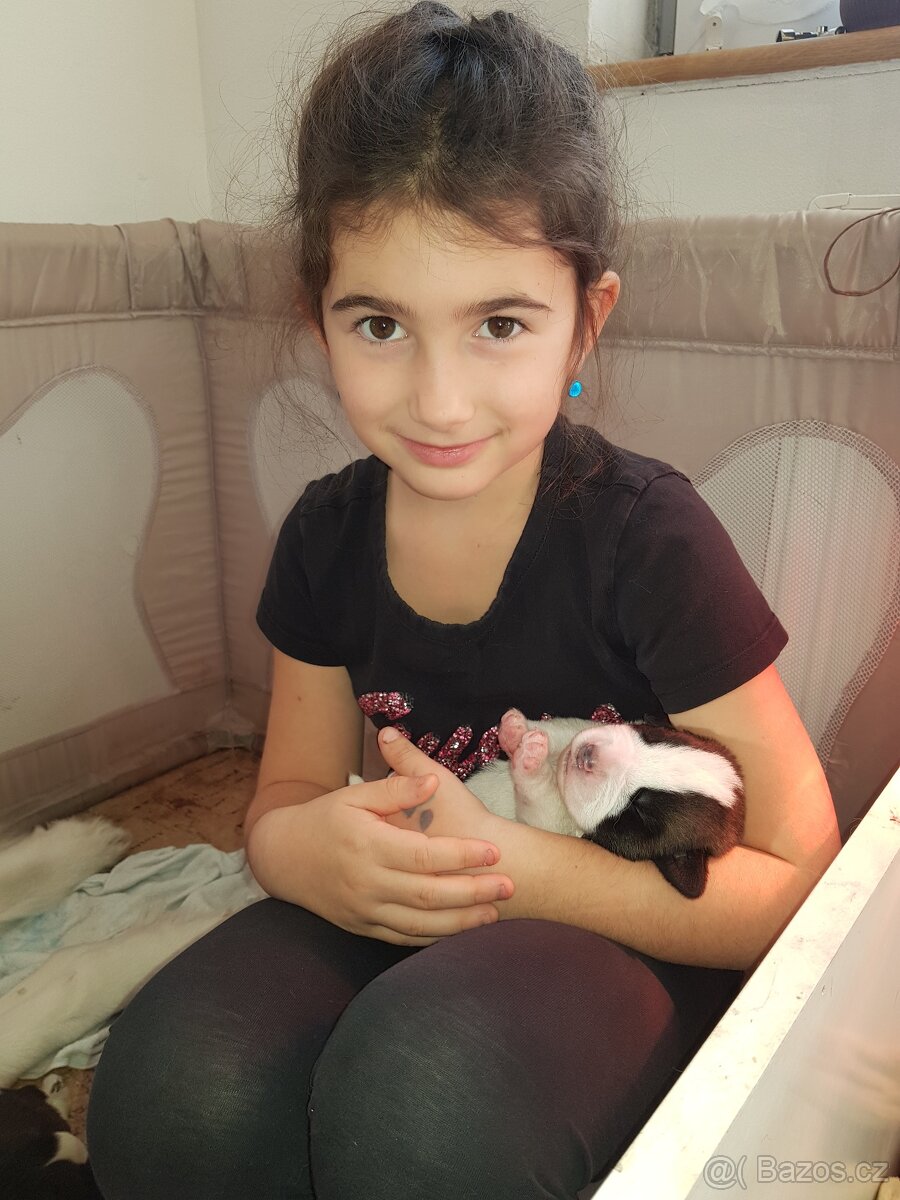 Bernardýni s PP - 7