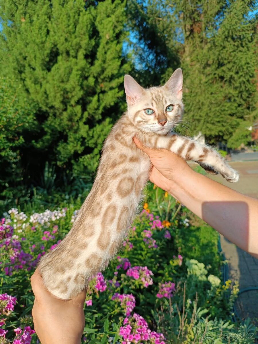 Předběžná rezervace Bengálských koťátek s PP SILVER SNOW - 7