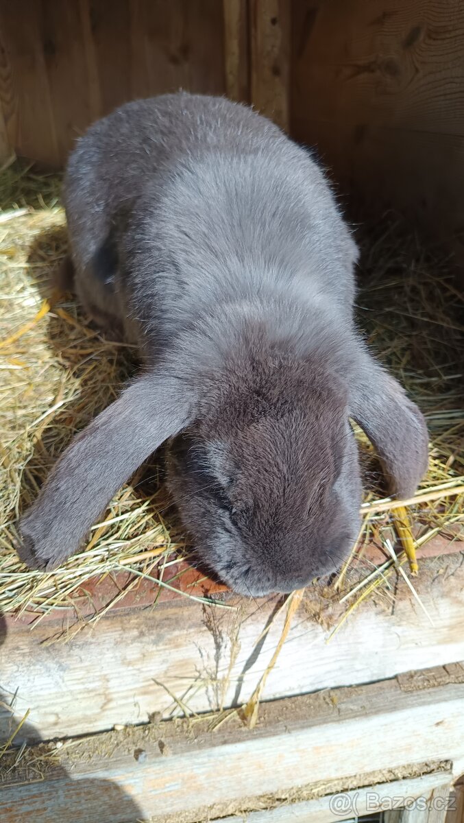 Francouzský beran - 7