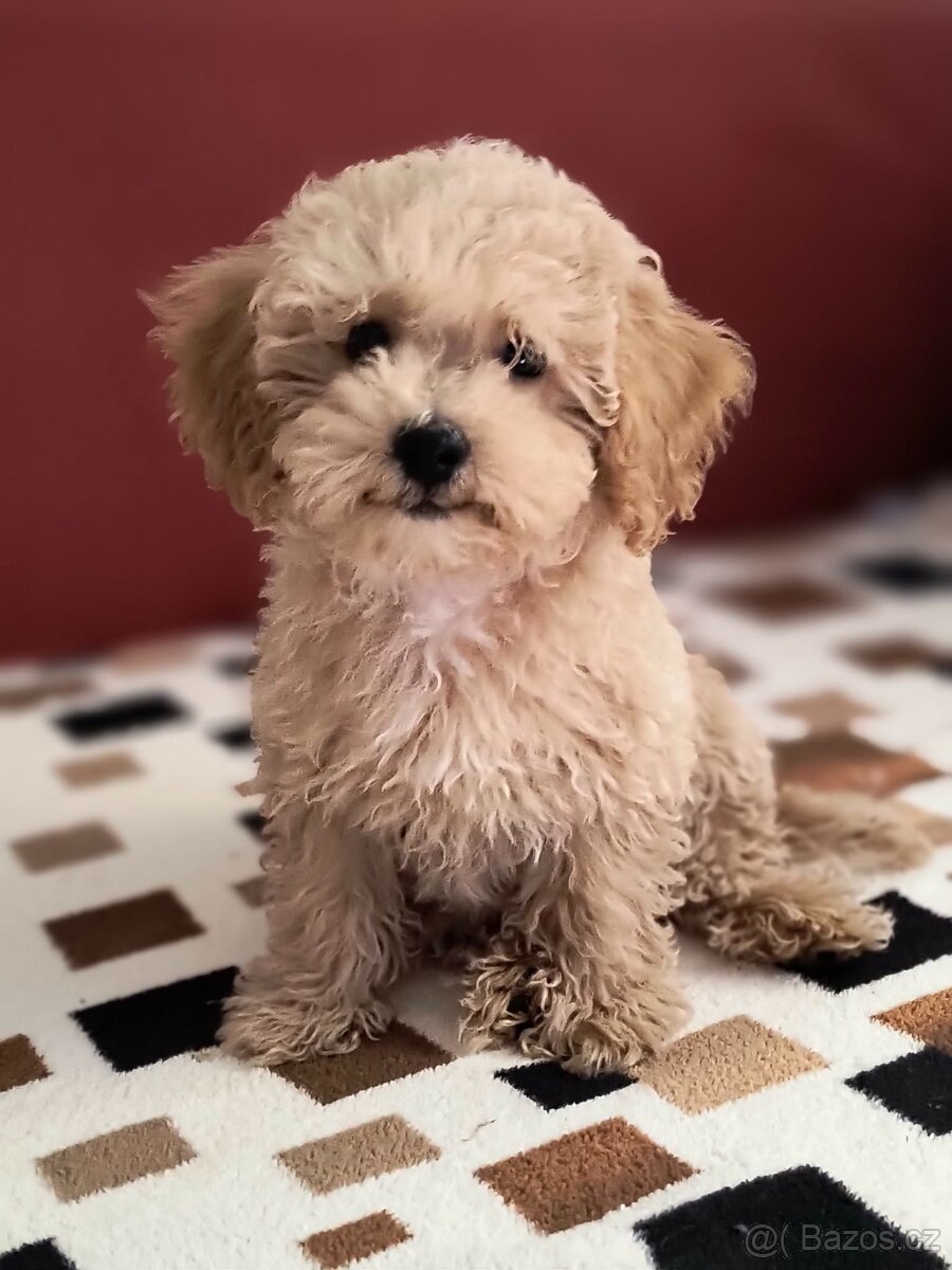 Maltipoo - 7