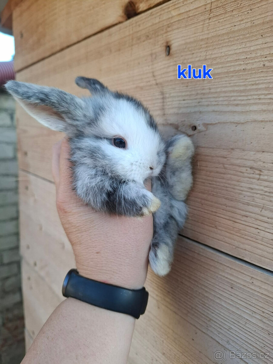 Zakrslý králík - beránek - 7