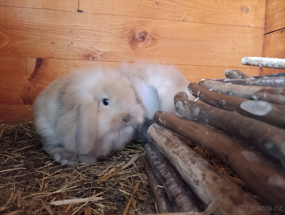 Zakrslí králíčci, lvíček, minilop - 7
