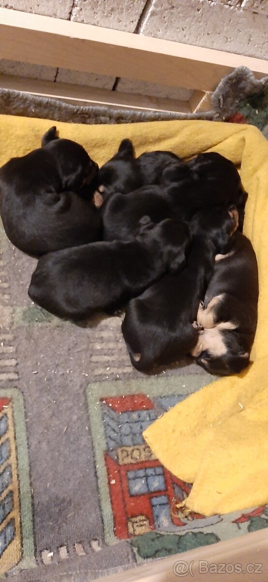 Štéňata - 7