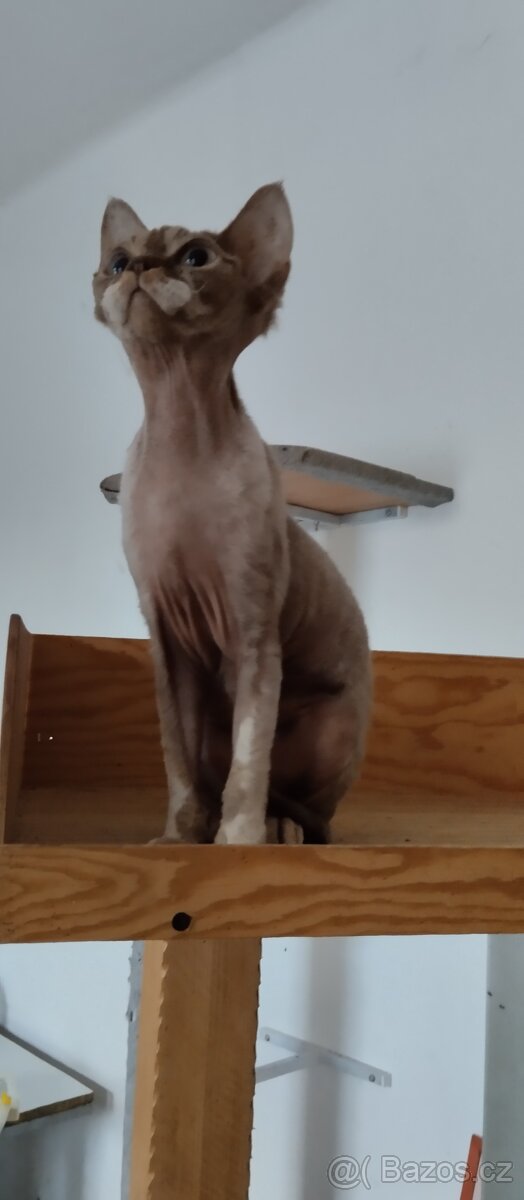 Roční kočička Devon Rexe s PP - 7