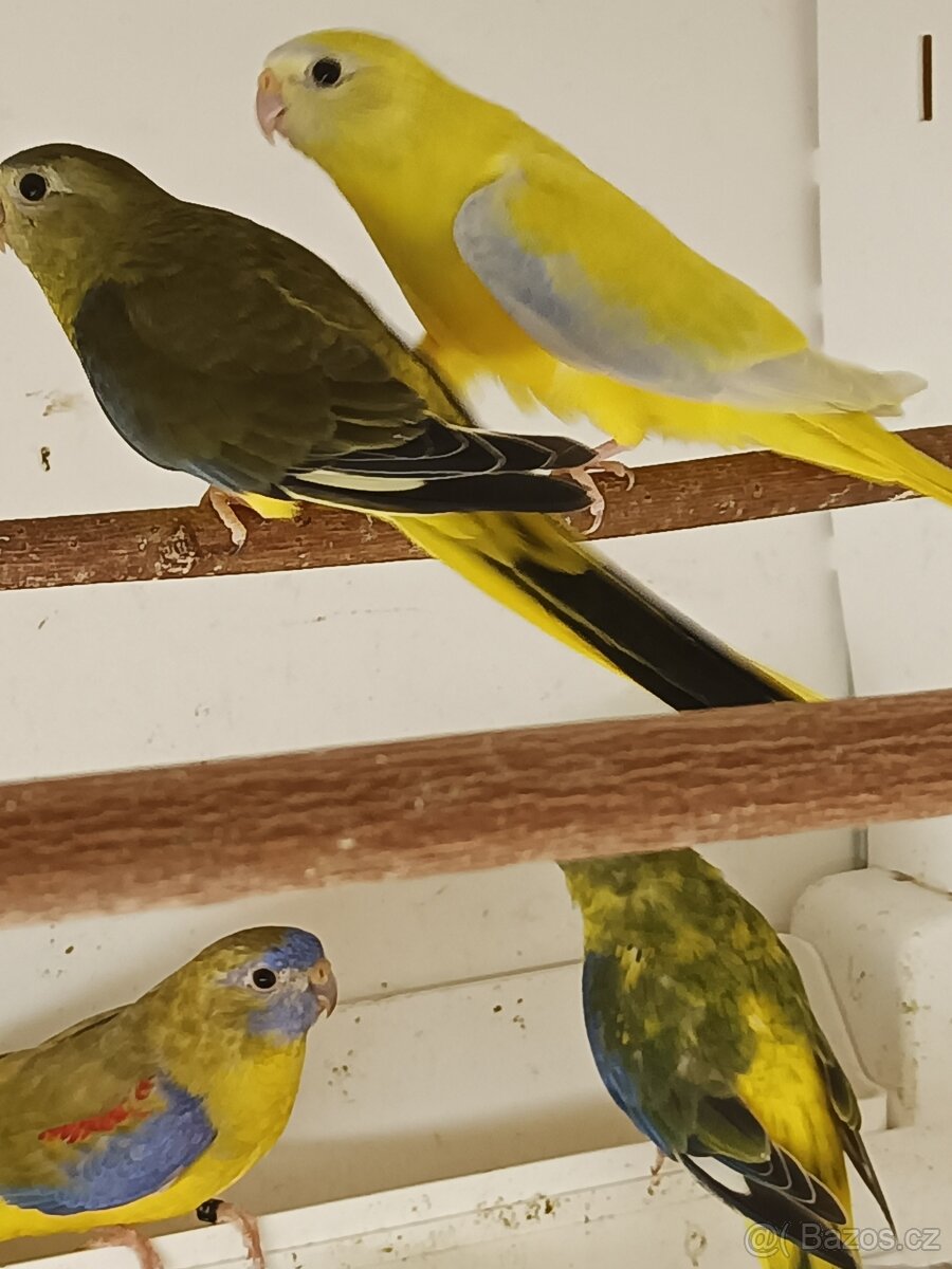 Neoféma tyrkysová - 7