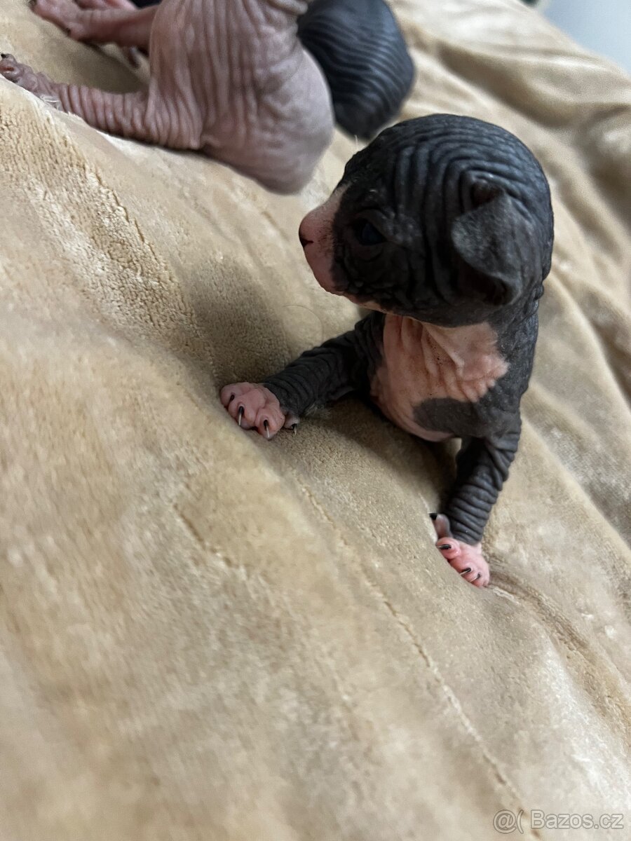 Kanadský sphynx - 7