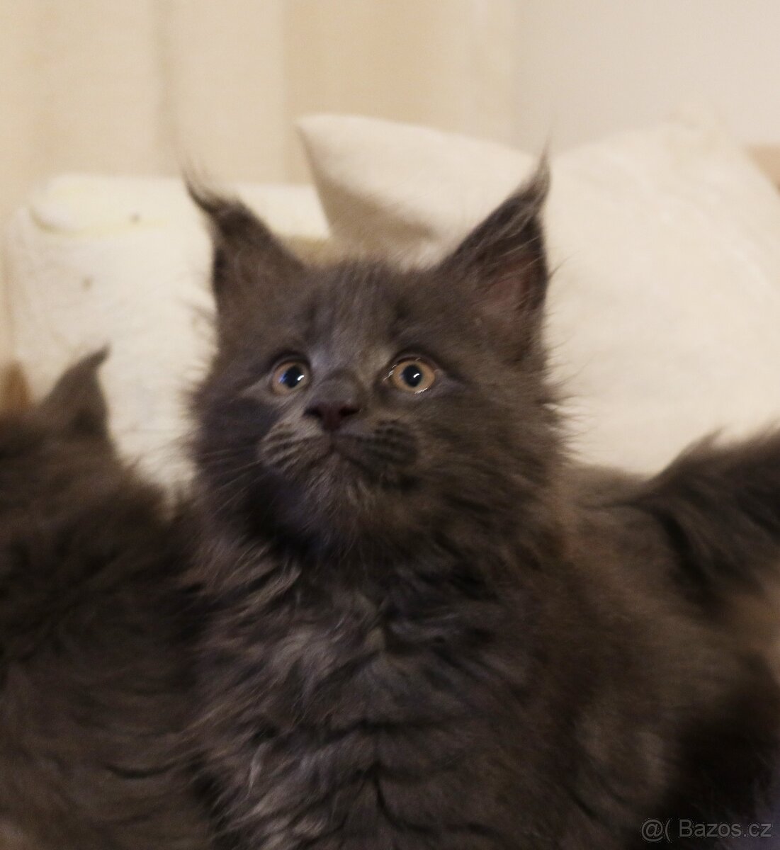 Mainská mývalí, koťata - 7