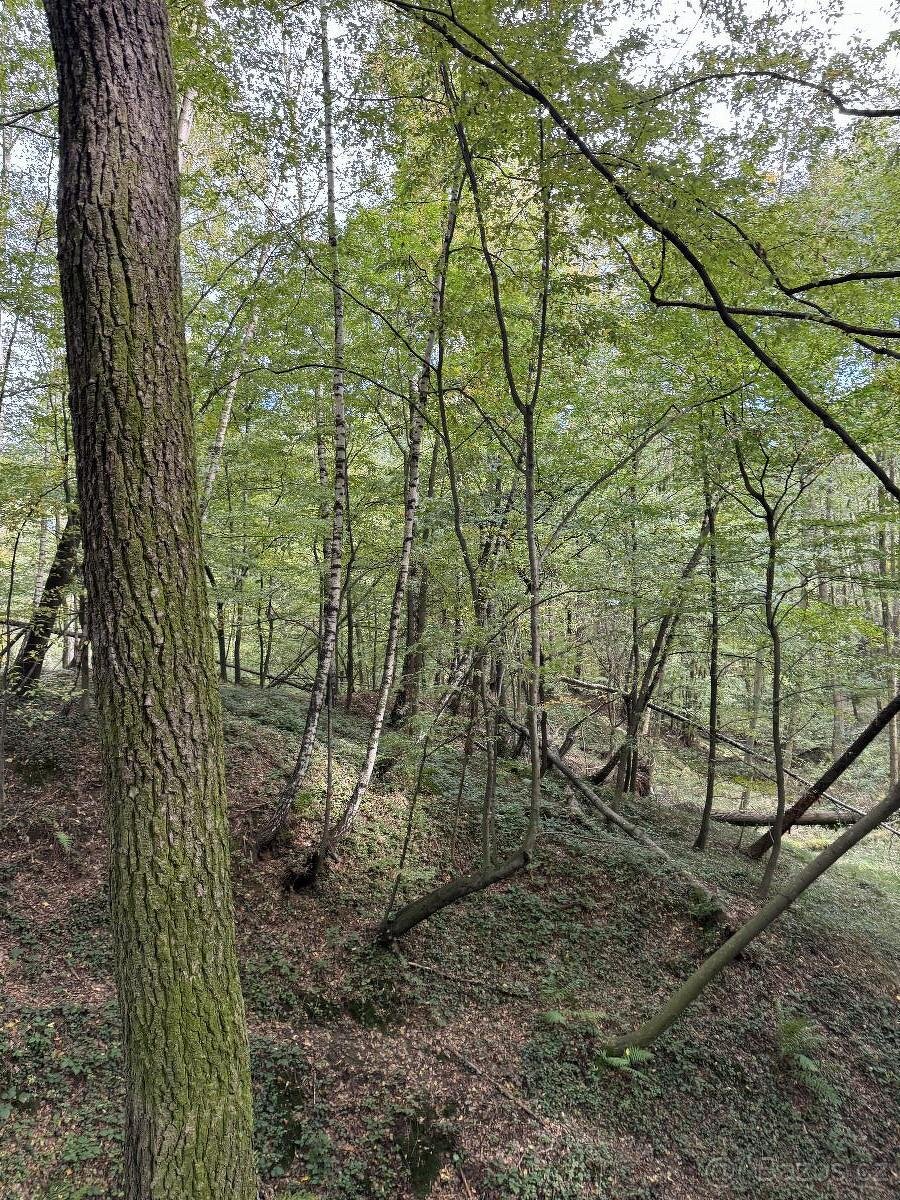 Prodám lesní pozemek v k.ú. Záblatí u Bohumína, p.č. 1454/28 - 7