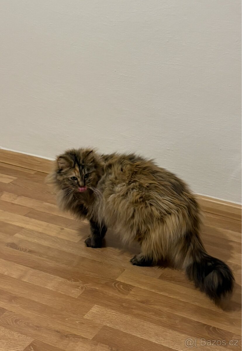 Kočky typu Mainské mývalí bez PP - 7