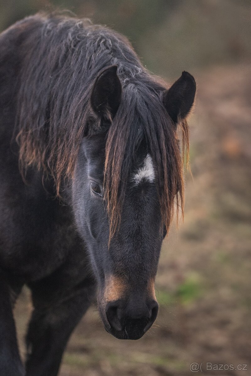 REZERVACE- Welsh Cob klisna 3 roky - 7