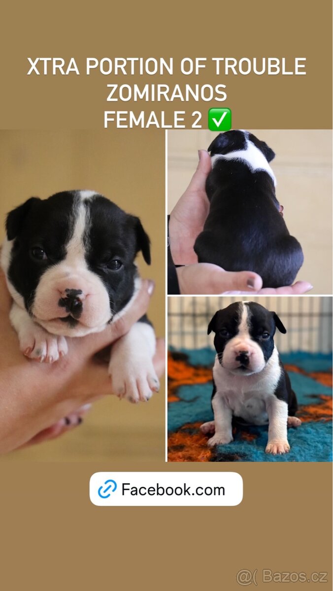 Americký stafordšírský teriér s PP fenka 2 - 7