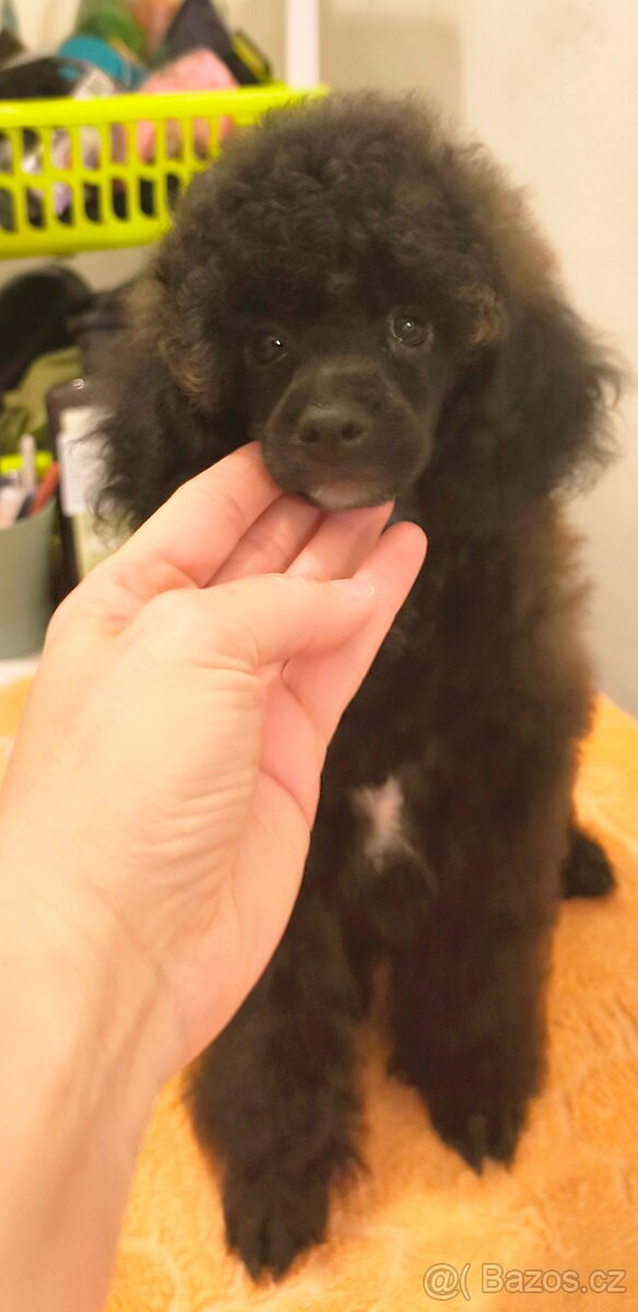 Pudl trpasličí s PP - 7