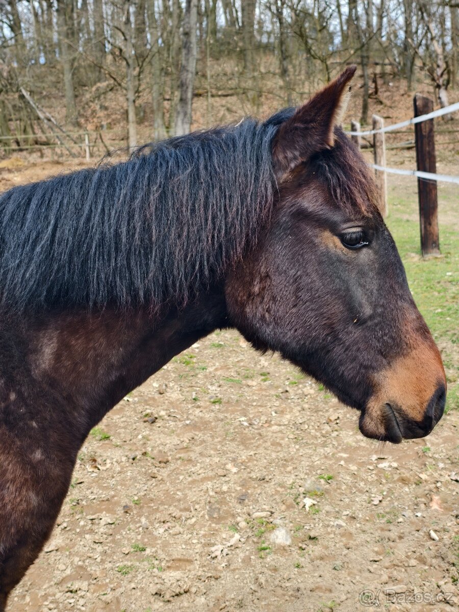 Roční P.R.E. klisnička - 7