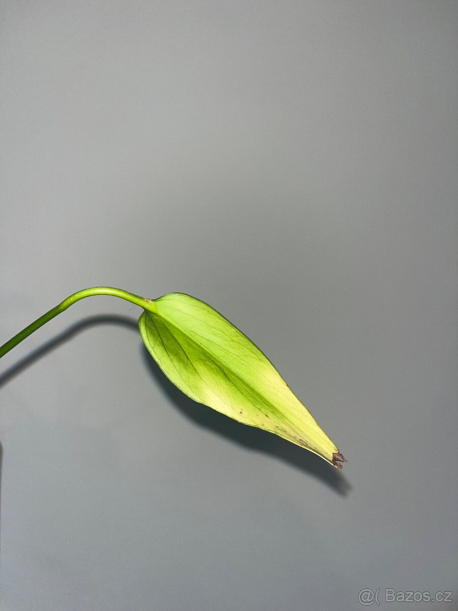 Monstera burle marx flame - 7