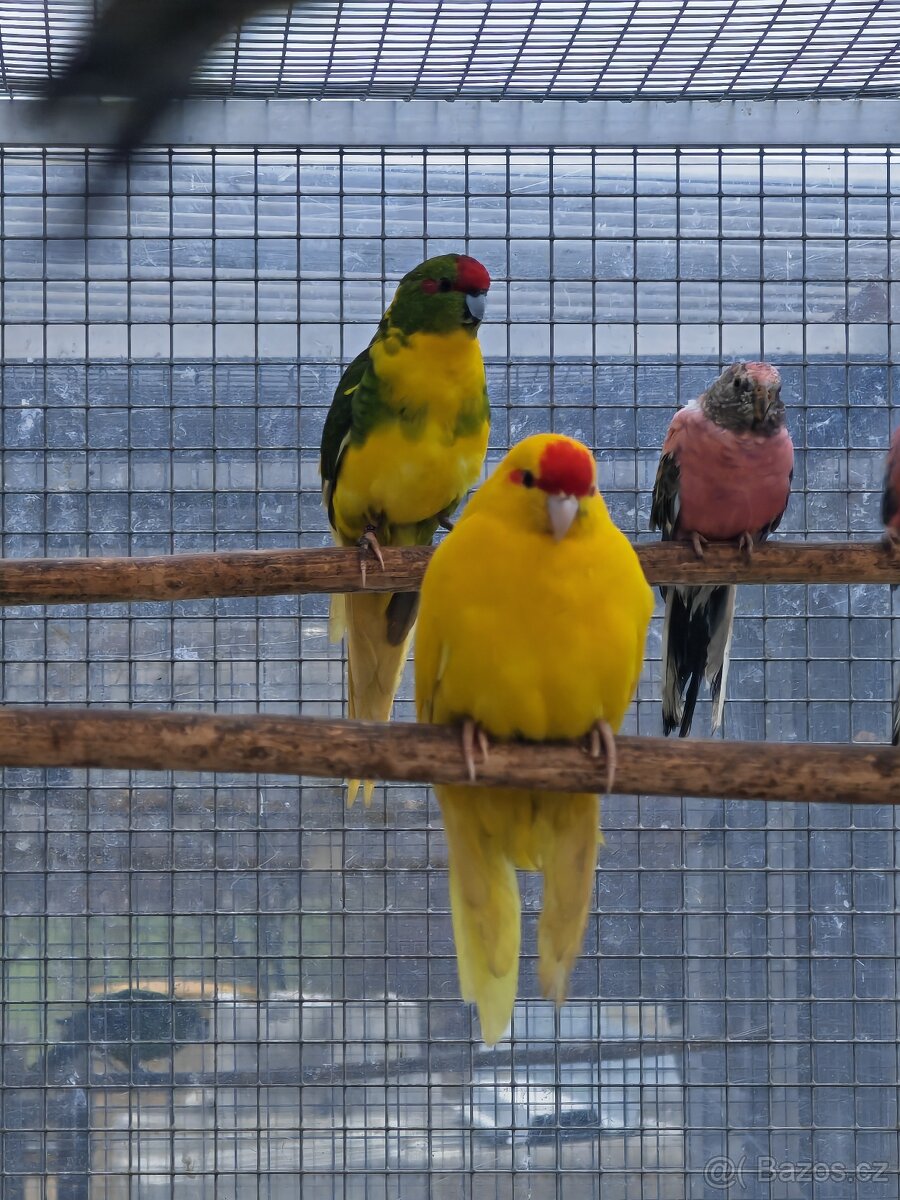 Kakariki rudočelý pár - 7