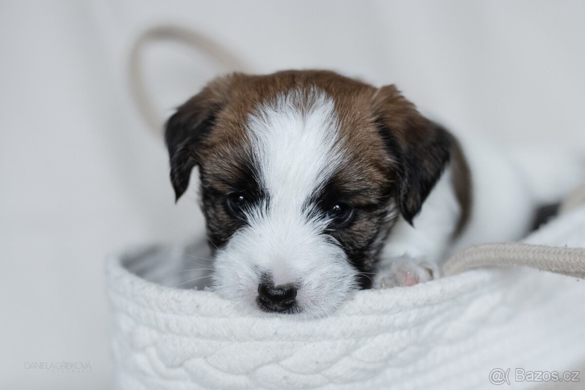 Jack Russell Teriér s PP - 7