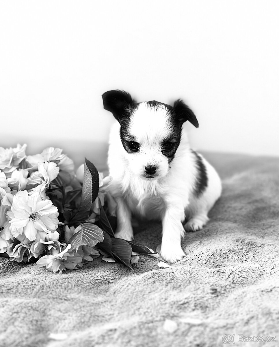 Papillon s PP - 7