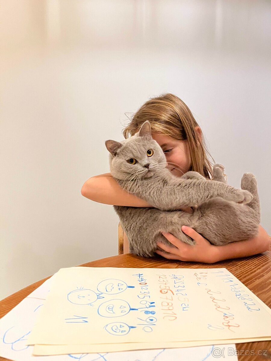 Britský kocour ke krytí - 7