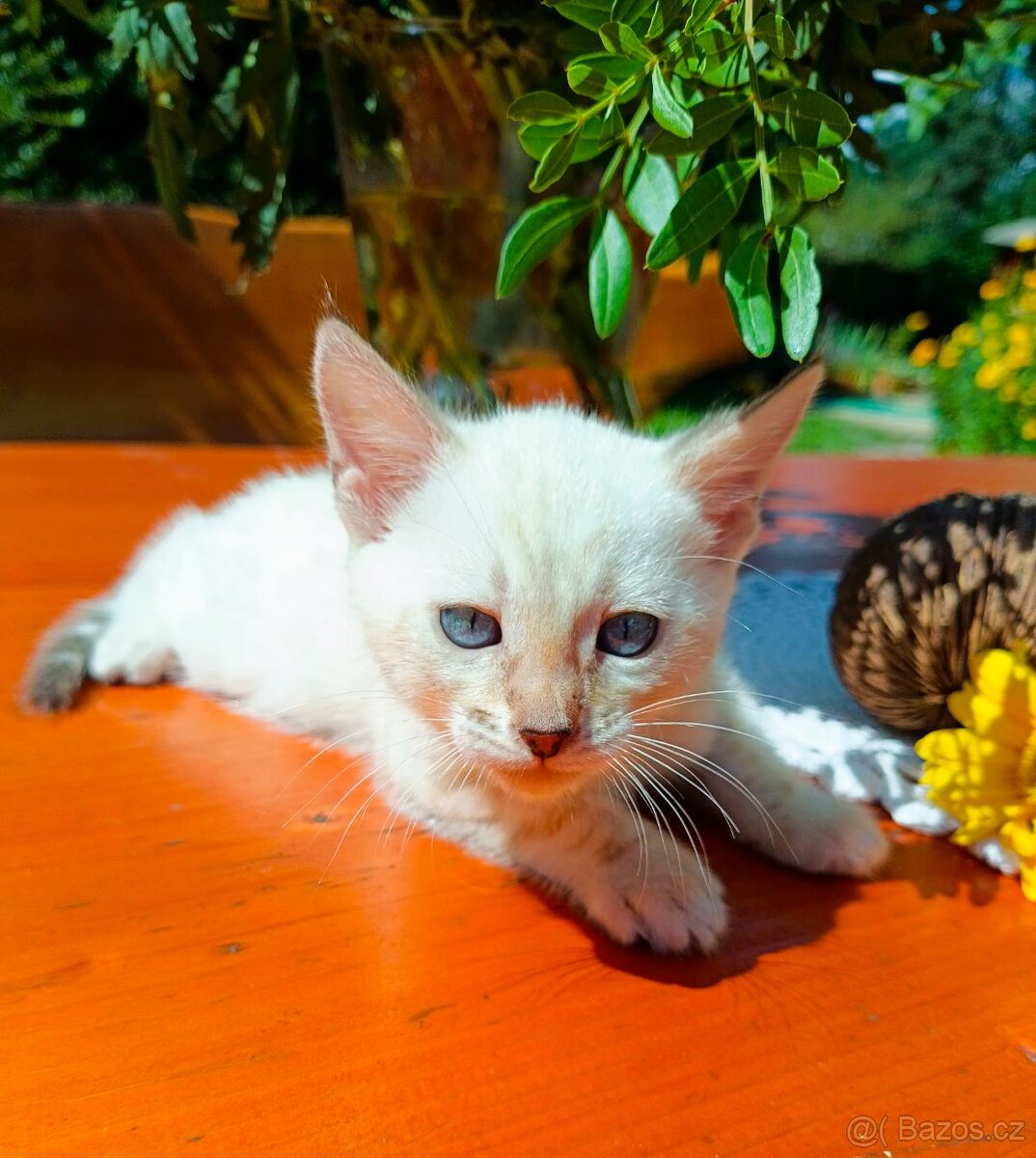 Předběžná Rezervace luxusní Bengálská koťáta s PP - 7