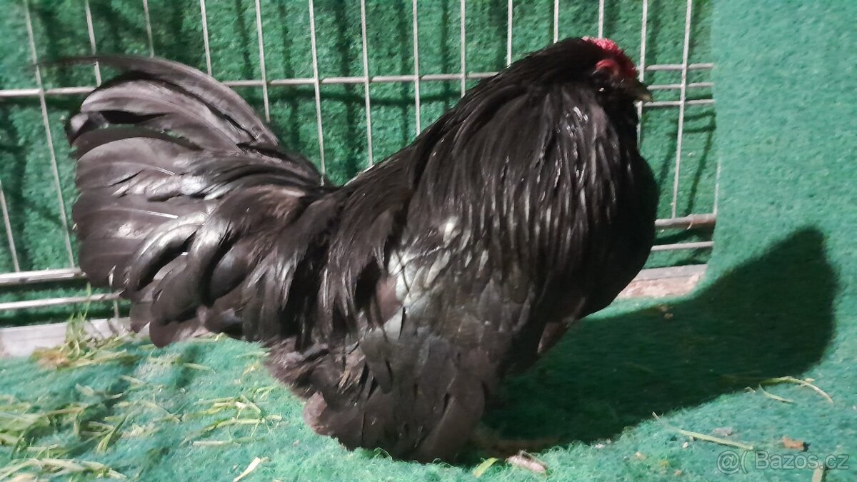 Prodám vídeňské rejdiče, antverpské vousáče a kočinky - 7