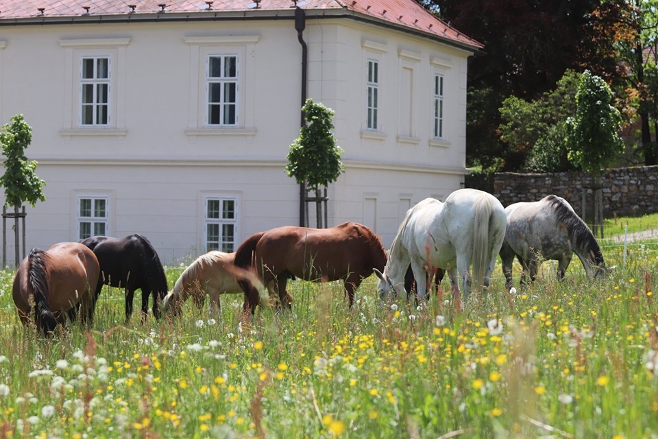 Ustájení koní na Šumavě - 7