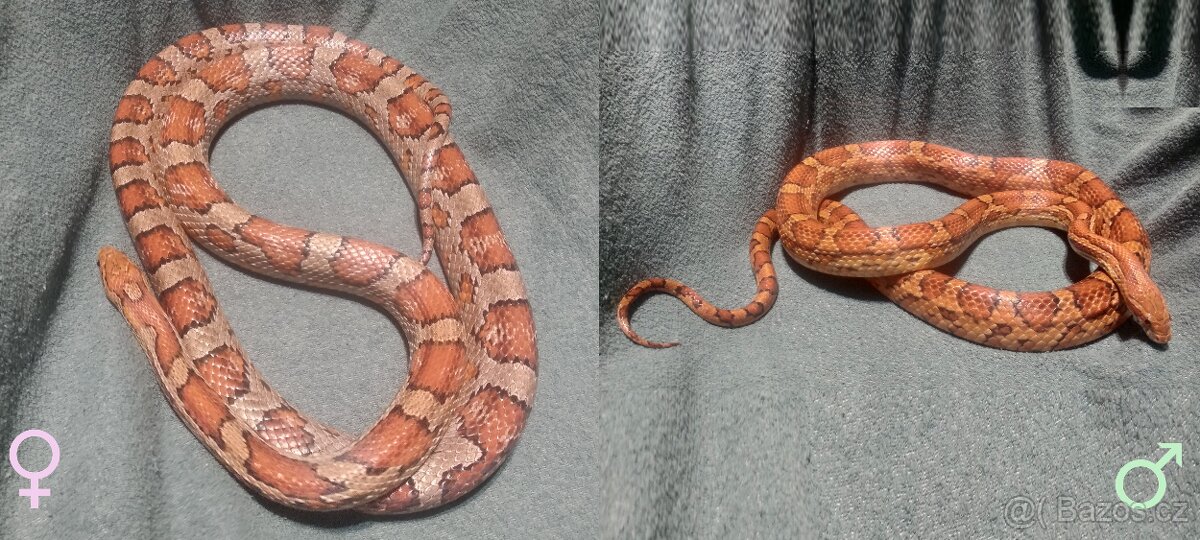 Užovka červená - mláďata - 7