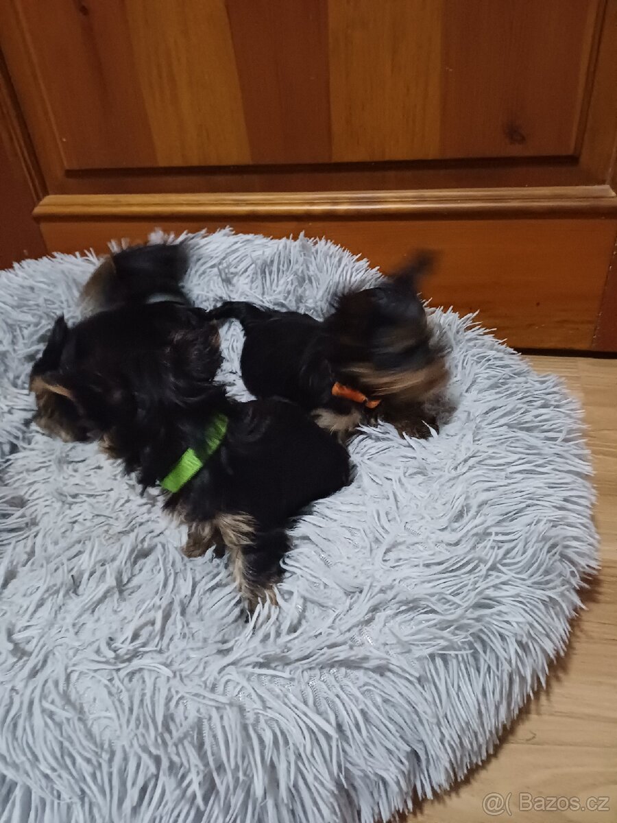 Jorkšírský terier - 7