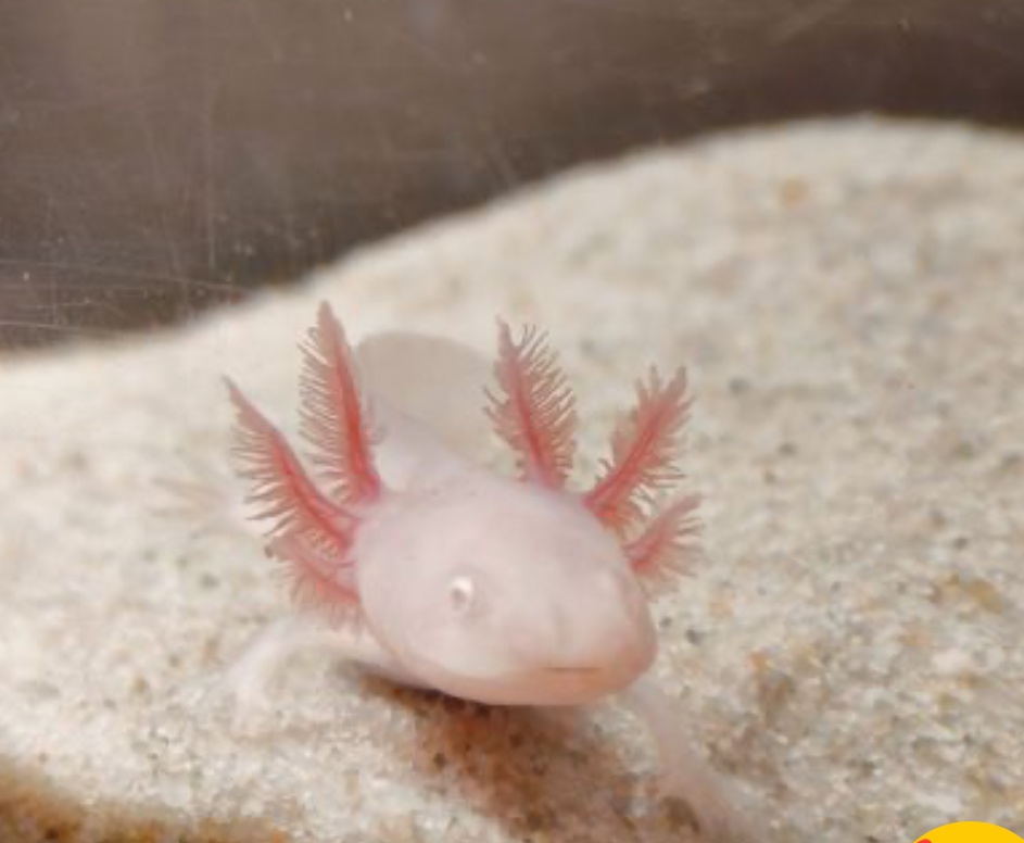 Axolotl mexický - 7