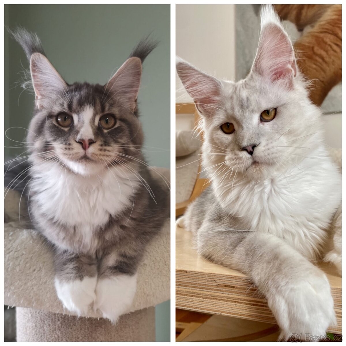 Mainská mývalí koťata s PP - 7