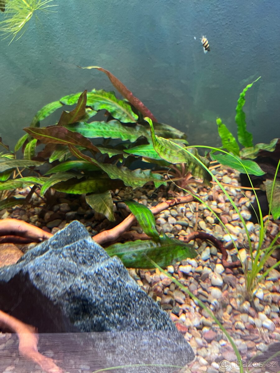 Cryptocoryne Affinis-Kryptokoryna Červená: akvarijní kytky - 7